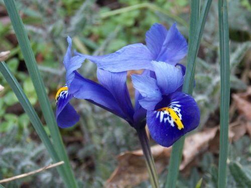 flowers violet nature