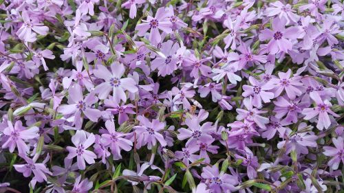 flowers purple garden flowers