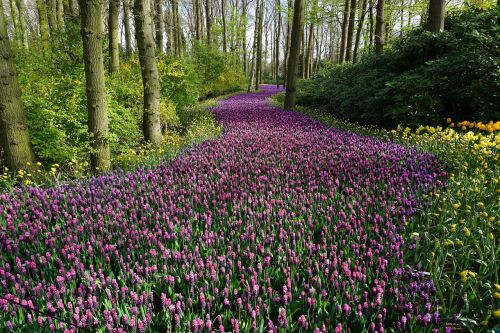 flowers rock pink