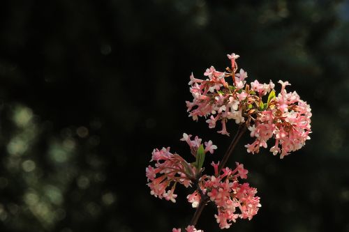 flowers flower viburnum flowering plants