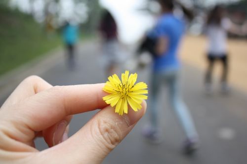 flowers travel dandelion