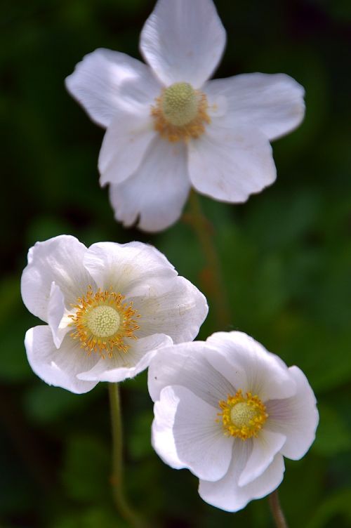 flowers white spring