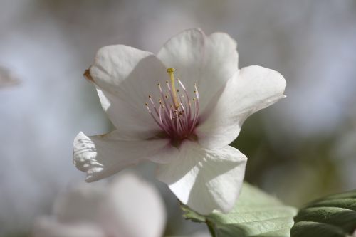 flowers plants nature