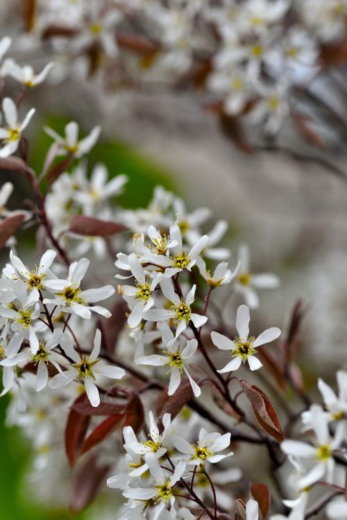 flowers blossoms spring