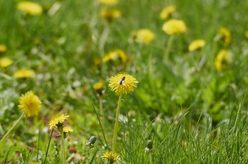 flowers dandelion plant