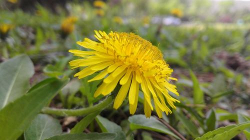 flowers yellow sunshine