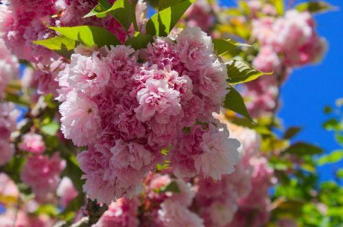 flowers pink nature