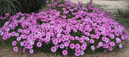 flowers purple purple flower