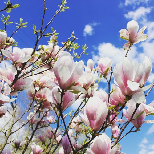 flowers spring magnolia