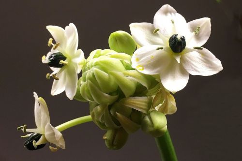 flowers white close