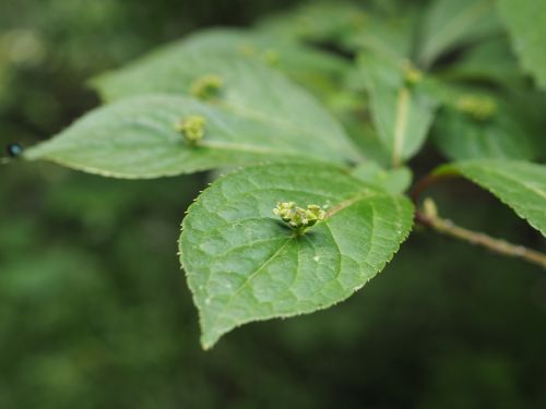 flowers may fresh green