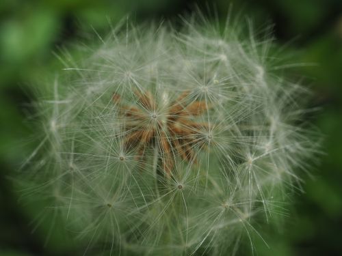 flowers may fresh green