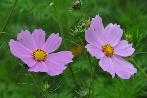 flowers flower spring