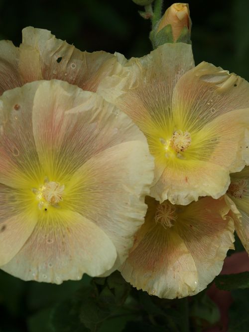 flowers yellow plant