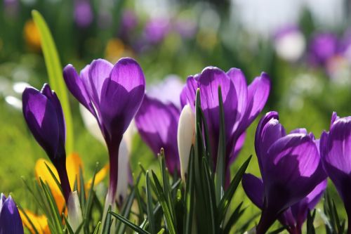 flowers spring garden