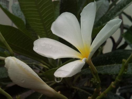 flowers frangipani fragrapanti
