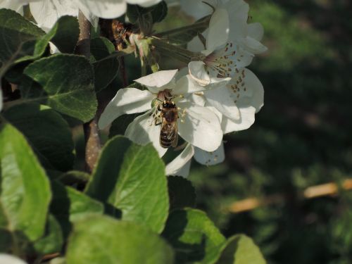 flowers apple tree bee