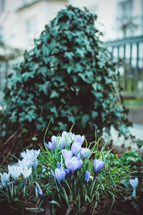 flowers green nature