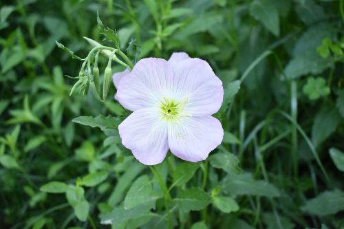 flowers green grass spring