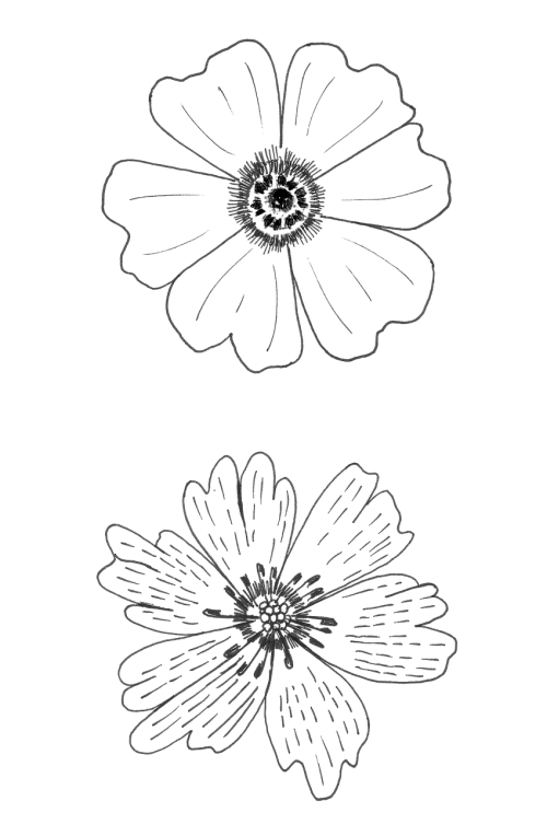 flowers 01-02 graphic