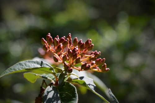 flowers flower nature