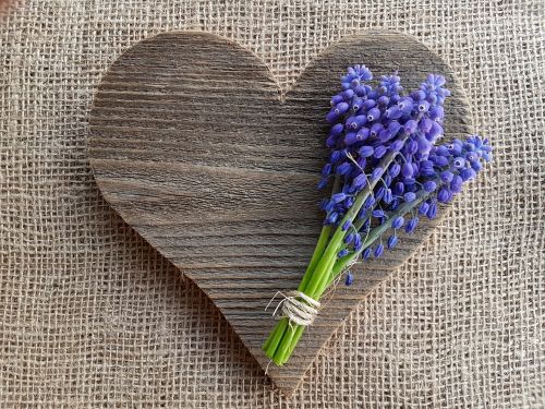 flowers grape hyacinths heart