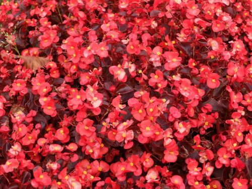 flowers red plant