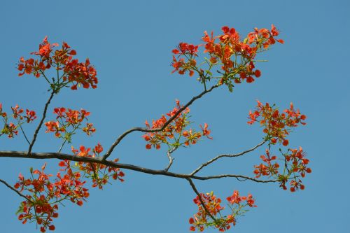 flowers red flower