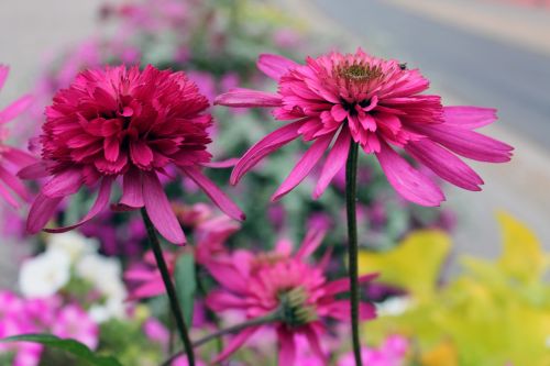 flowers purple spring