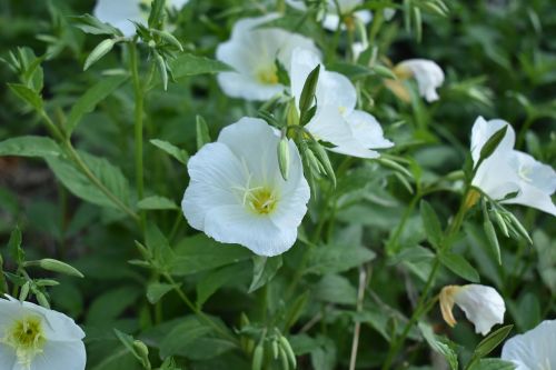 flowers white flower plant
