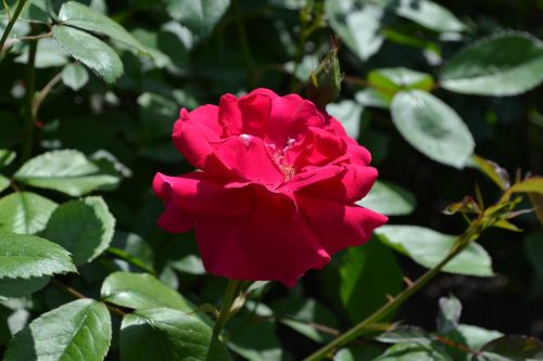 flowers nature plant