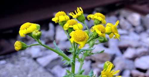 flowers flower yellow