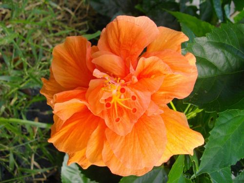 flowers orange chaba