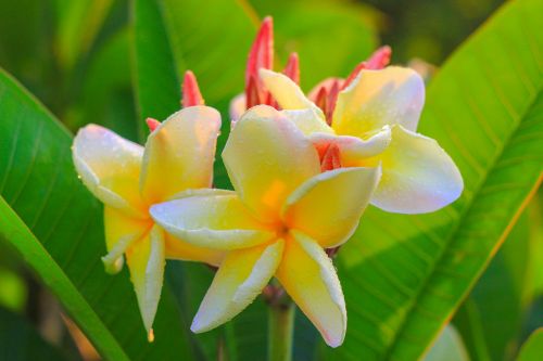 flowers frangipani flowers flower