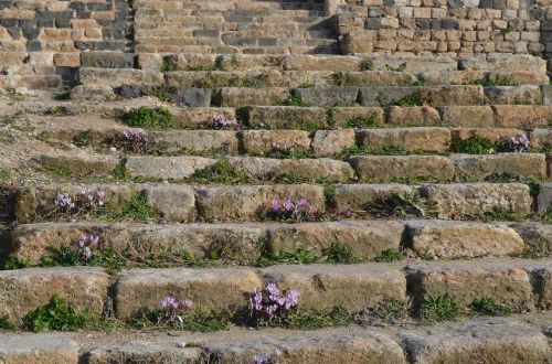 flowers stairs ruins