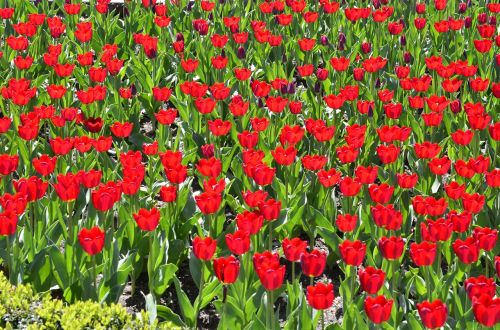 flowers tulips red