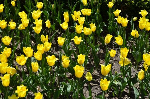 flowers tulips yellow