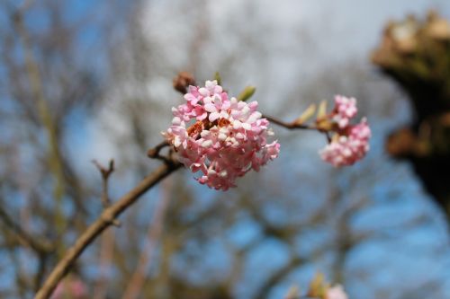 flowers blossom spring