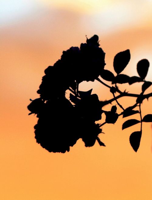 flowers roses silhouette