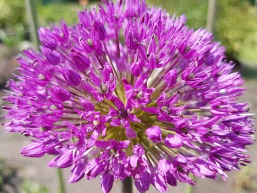 flowers spring garlic