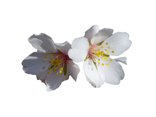 flowers white almond tree