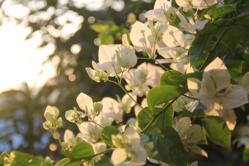 flowers plant bougainvillea