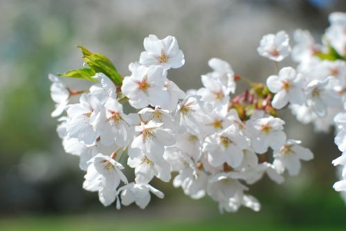 flowers tree spring