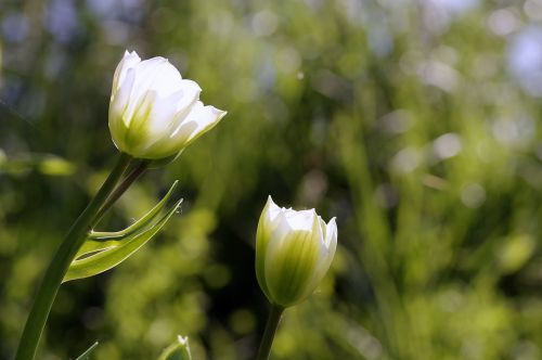 flowers tulips green