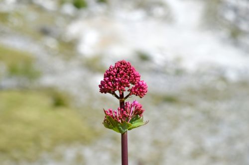 flowers mountain alps