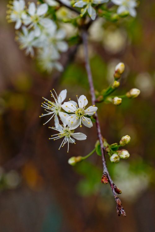 flowers bloom cherry