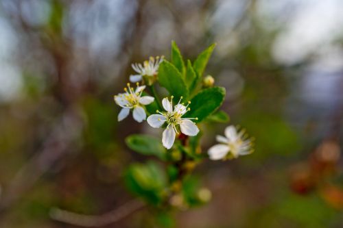 flowers bloom cherry