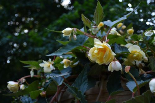 flowers nature plant