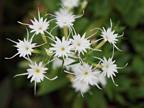 flowers tree white