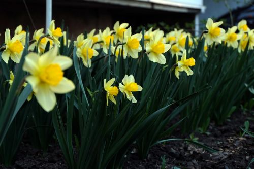 flowers yellow garden